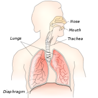 Diaphragm: The Singing Muscle